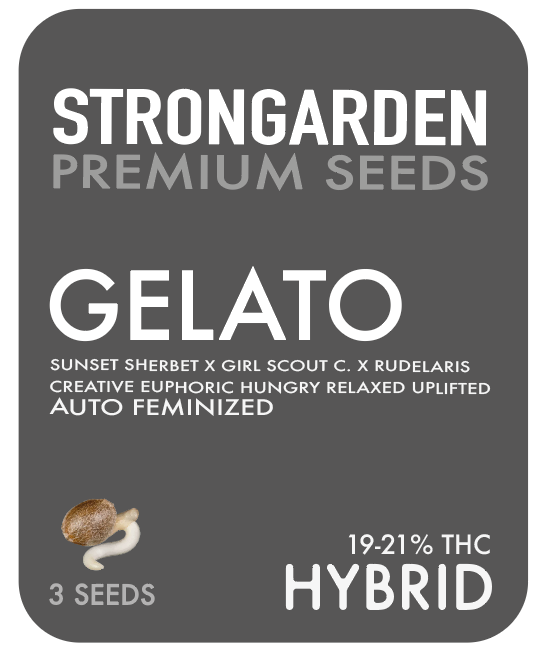 GELATO AUTO